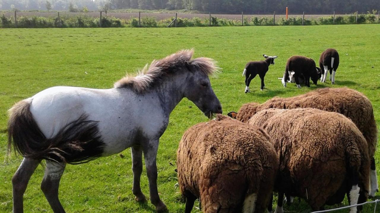 B & B Victors Hof, Met Zwemvijver In Landelijke Setting Lievegem Buitenkant foto
